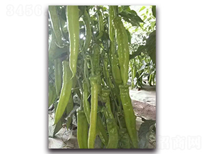 ����һ̖F1-�����N��-Ψ�r(n��ng)�N�I(y��)