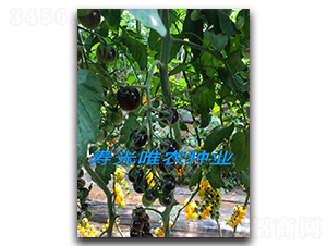 ������-���ҷ��ѷN��-Ψ�r(n��ng)�N�I(y��)