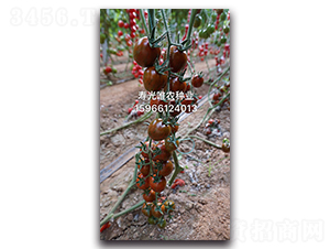 ��ؐؐF1-���ҷ��ѷN��-Ψ�r(n��ng)�N�I(y��)