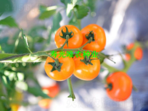 �S���`1̖(h��o)-���ҷ��ѷN��-Ψ�r(n��ng)�N�I(y��)