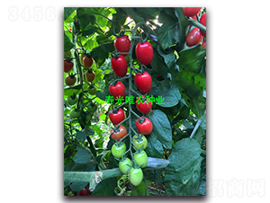 ����2̖(h��o)-���ҷ��ѷN��-Ψ�r(n��ng)�N�I(y��)