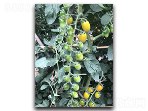 �S��2̖(h��o)-�������ѷN��-Ψ�r(n��ng)�N�I(y��)