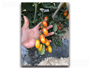 �S��3̖(h��o)-�������ѷN��-Ψ�r(n��ng)�N�I(y��)