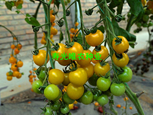 ��ɫ�(y��ng)��2̖(h��o)F1-���ҷ��ѷN��-Ψ�r(n��ng)�N�I(y��)