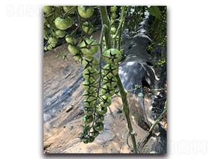 �G����-���ҷ��ѷN��-Ψ�r(n��ng)�N�I(y��)