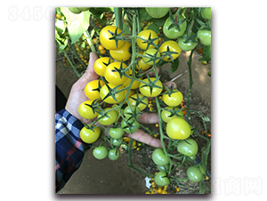 �S����-���ҷ��ѷN��-Ψ�r(n��ng)�N�I(y��)