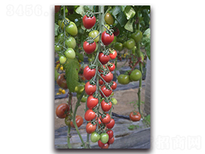 ����5̖(h��o)-���ҷ��ѷN��-Ψ�r(n��ng)�N�I(y��)