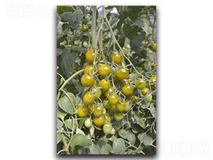 ������-���ҷ��ѷN��-Ψ�r(n��ng)�N�I(y��)