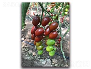 �Ϲ�ǧ��-���ҷ��ѷN��-Ψ�r(n��ng)�N�I(y��)