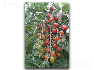 ���ݼt-���ҷ��ѷN��-Ψ�r(n��ng)�N�I(y��)