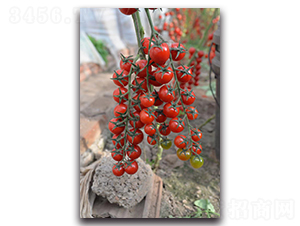 �t��-���ҷ��ѷN��-Ψ�r(n��ng)�N�I(y��)