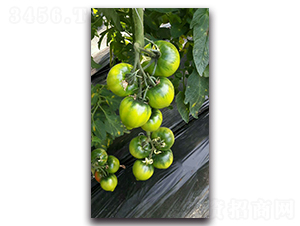 �M����һ̖(h��o)-���ѷN��-Ψ�r(n��ng)�N�I(y��)