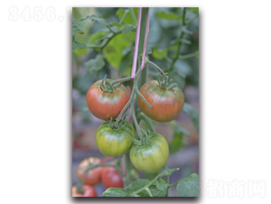 �F��203��ݮ����-���ѷN��-Ψ�r(n��ng)�N�I(y��)