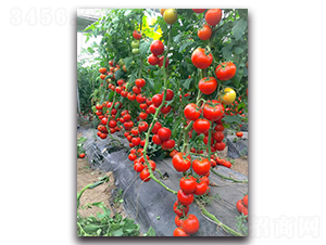 �لPF1-�t�����ѷN��-Ψ�r(n��ng)�N�I(y��)