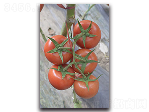 ����-�t�����ѷN��-Ψ�r(n��ng)�N�I(y��)