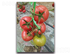 �e��517F1-�۹����ѷN��-Ψ�r(n��ng)�N�I(y��)