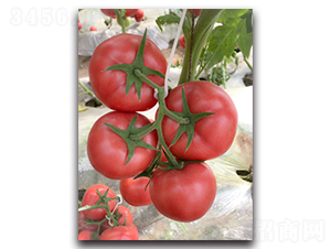 ������307F1-�۹����ѷN��-Ψ�r(n��ng)�N�I(y��)