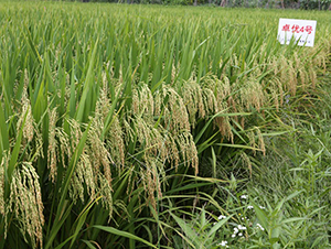 ׿��(y��u)4̖-ˮ���N��-���N�I(y��)