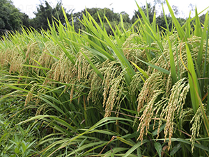 ׿��(y��u)6̖-ˮ���N��-���N�I(y��)