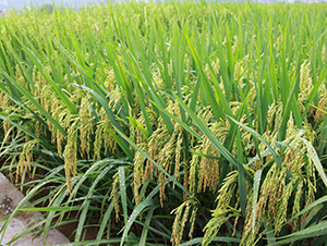 ׿��(y��u)217-ˮ���N��-���N�I(y��)