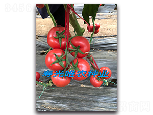 ������F1-�۹����ѷN��-Ψ�r�N�I(y��)