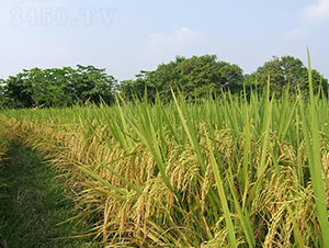 �f����(y��u)2008-ˮ���N��-���N�I(y��)