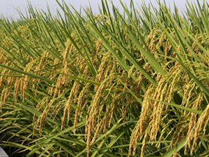 �냞(y��u)3089-ˮ���N��-���N�I(y��)