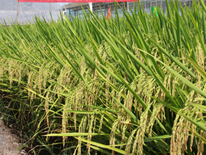 Y�Ƀ�(y��u)3089-ˮ���N��-���N�I(y��)