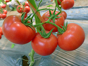 �P��F1-�۹����ѷN��-Ψ�r(n��ng)�N�I(y��)