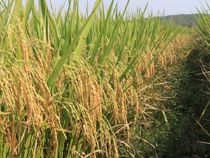 �f�ك�(y��u)6̖-ˮ���N��-���N�I(y��)