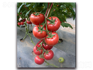 ����6̖(h��o)F1-�۹����ѷN��-Ψ�r(n��ng)�N�I(y��)