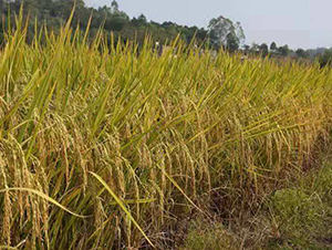 �d�Ƀ�(y��u)278-ˮ���N��-���N�I(y��)