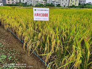 �d�Ƀ�(y��u)3088-ˮ���N��-���N�I(y��)