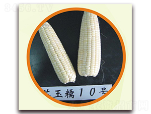 �K��Ŵ10̖(h��o)-Ŵ���׷N��-�к̷N�I(y��)