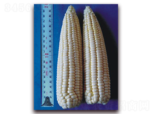 �K��Ŵ14̖(h��o)-Ŵ���׷N��-�к̷N�I(y��)