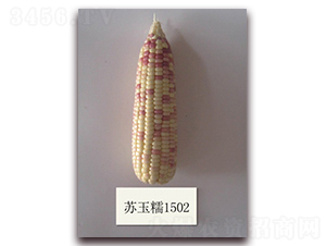 �K��Ŵ1502̖(h��o)-Ŵ���׷N��-�к̷N�I(y��)