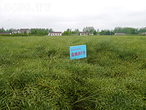 �}���s3̖(h��o)-�Ͳ˷N��-�к̷N�I(y��)