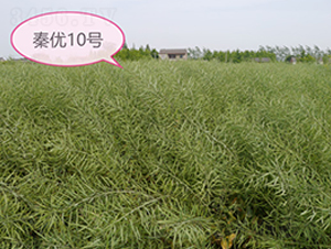 �؃�(y��u)10̖(h��o)-�Ͳ˷N��-�к̷N�I(y��)