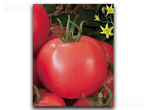 �ۼ�21-���ѷN��-����