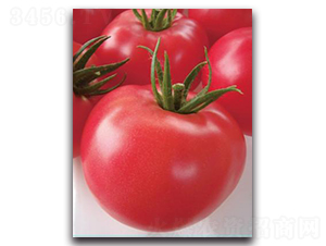 ����-���ѷN��-����