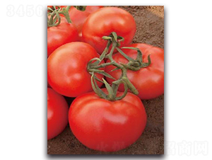 �t̫��-���ѷN��-����