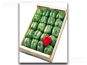 �t��-�𽷷N��-����