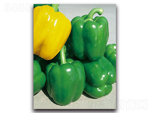 ���R-�𽷷N��-����