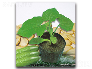 ����-��ľ�N��-����