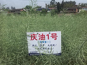 �c��1̖(h��o)-�Ͳ˷N��-��һ�N�I(y��)