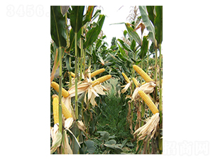 ��ǧһ̖-���׷N��-��һ�N�I(y��)