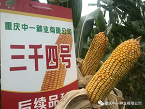 ��ǧ4̖-���׷N��-��һ�N�I(y��)