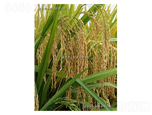 Q��(y��u)6̖-ˮ���N��-��һ�N�I(y��)