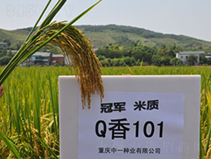 Q��101-ˮ���N��-��һ�N�I(y��)