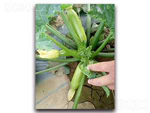 ���G2̖-�����������J�N��-�r(n��ng)���r(n��ng)�I(y��)